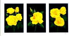 Tryp Yellow Roses by Andrew Patsalou