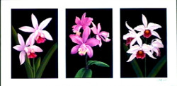 Tryp Orchids by Andrew Patsalou