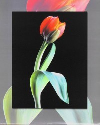 Tulip by Carl Hensel