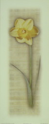 Daffodil Shadows  by J Kiley