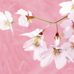 Pastel Blossoms III
