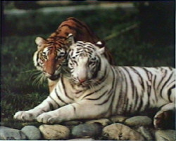 Two Tigers by Ron Kimball