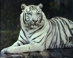 White Tiger Sitting by Ron Kimball