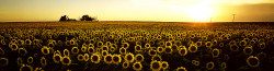 Sunflower Sunset by Ken Duncan