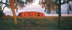 Desert Oaks Uluru by Ken Duncan