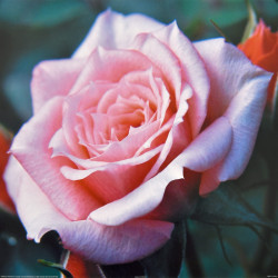 Pink Rose by Carl Hensel
