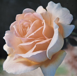 Apricot Rose by Carl Hensel