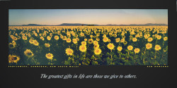 Sunflowers by Ken Duncan