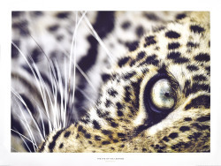 The Eye of the Leopard by Christine & Michel Denis-Huot