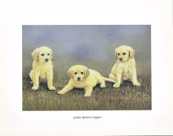 Golden Retriever Puppies by Josephine Anne Smith
