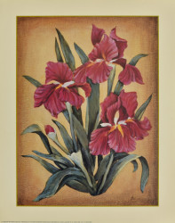 Red Iris's by Cebo