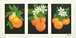 Triptych, Oranges by Andrew Patsalou