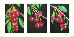 Triptych, Cherries by Andrew Patsalou