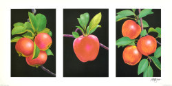 Triptych, Apples by Andrew Patsalou