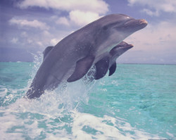 Synchronized Dolphins