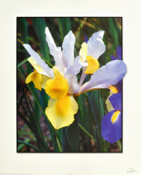 White Iris by Carl Hensel