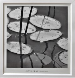 Lily Pads by David Gray