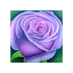 Big Rose by Ruth Addinall