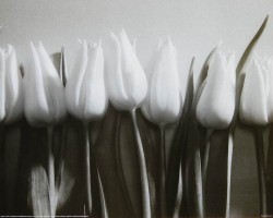 Tulips by Marina Op De Beeck