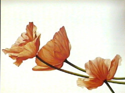 Three Poppies by Yvonne Poelstra