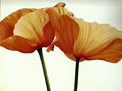 Two Poppies by Yvonne Poelstra