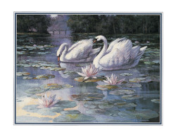 Swans and Bridge by T C Chiu