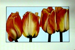 Three Tulips
