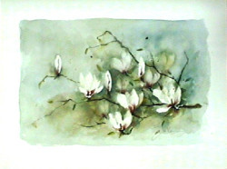 Magnolia by Jan Kooistra