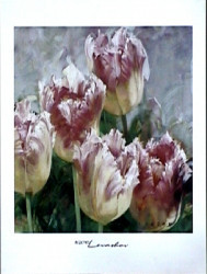 Pink Fringe by Igor Levashov