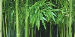 Bambu by Aukya