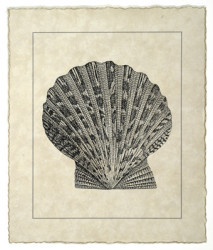 Vintage Shell II by Vision Studio