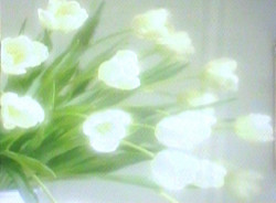 Classic Tulips by Jan Lens