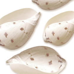 Shells I by Jan Lens