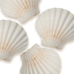 Shells II by Jan Lens
