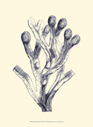 Indigo Kelp II by Vision Studio