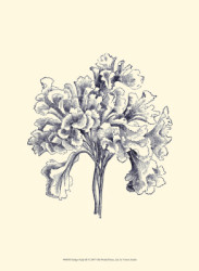 Indigo Kelp III by Vision Studio