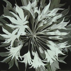 Radiance II by Sally Scaffardi