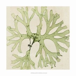 Brilliant Seaweed III by Vision Studio