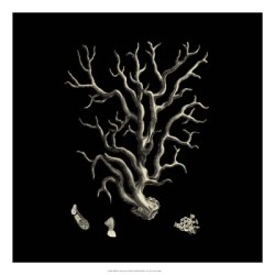 Black & Tan Coral I by Vision Studio