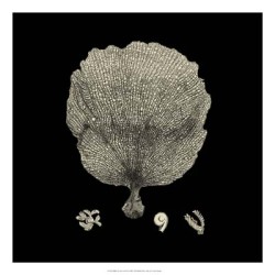 Black & Tan Coral II by Vision Studio