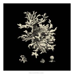 Black & Tan Coral III by Vision Studio