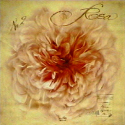 Rosa II by Maura Dutra