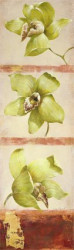 Chartreuse Orchid Trilogy
