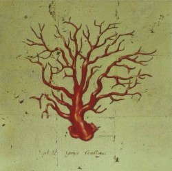 Red Coral 1 by Marco Fabiano