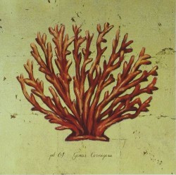 Red Coral 2 by Marco Fabiano