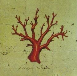 Red Coral 4 by Marco Fabiano