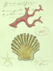 Nature's Curiosities 2 by Chad Barrett