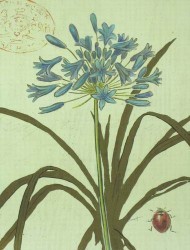 Nature's Curiosities 3 by Chad Barrett