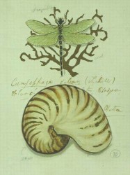 Nature's Curiosities 4 by Chad Barrett