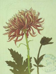 Nature's Curiosities 5 by Chad Barrett